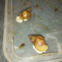 حلزون 4و5سانتی