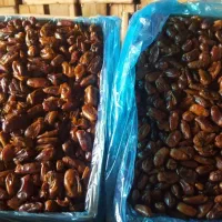 خرمای استعمران صادراتی بدون هسته