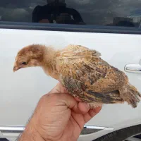 جوجه مرغ تخم گذار ارسال رایگان در تهران