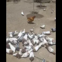 کفتر|پرنده|بروجرد, |دیوار