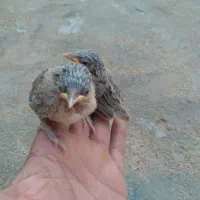 سهره باغی