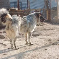 سگ قدرجونی لاس