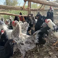 مرغ وخروس گلین