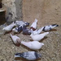 تعدادی کفتر