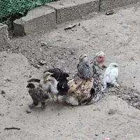 مرغ و خروس و جوجه به صورت یکجا و تکی