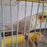 عروس هلندی ماده