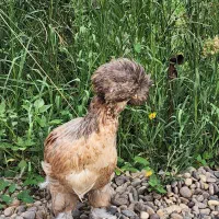 جوجه سلطان کاکلی‌پاپری و اردک اسراعیلی