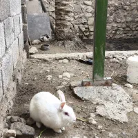 650|موش و خرگوش|خورموج, |دیوار