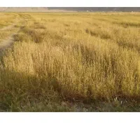 زمین روستای سراک