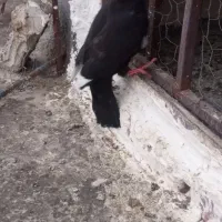 کبوتر ماده زاغ پر قلط چشم سیاه