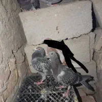 ۴ عدد کبوتر