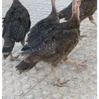 بوقلمون برنز