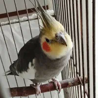 عروس هلندی