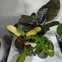 گل آپارتمانی فیلودندرون