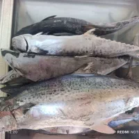 ماهی قباد و بچه شیر تازه قایقی