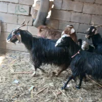 بز وقوچ