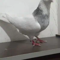 طوقی الماسی