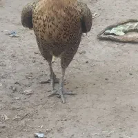 مرغ و خروس