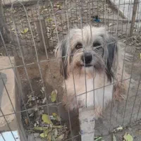 سگ پاکوتاه نر