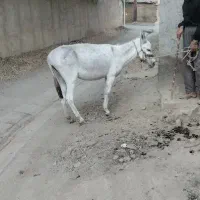 الاغ
