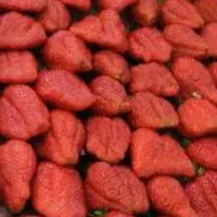 میوه توت فرنگی عمده