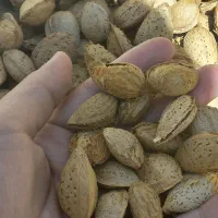 بادام کاغذی و اجیلی