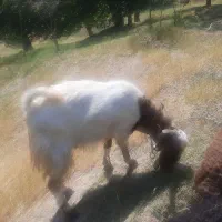 نربزپاکستانی