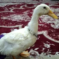 اردک بازگوش معاوضه با مرغ عشق