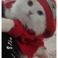 واگذاری گربه اسکاتیش