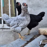 گلین بازان برتر