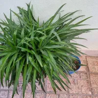 گل گندمی. بزرگ