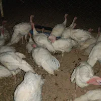 بوقلمون بیوتی