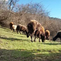 گوسفندمعاوضه با گاو