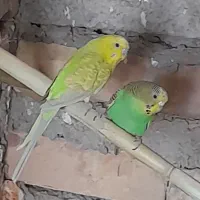 مرغ عشق فروشی