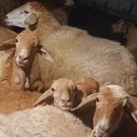 گوسفند