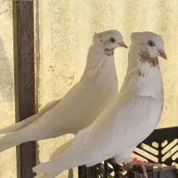 کفتر کبوتر ماهرو
