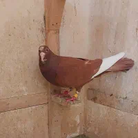 ماده