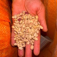 لوبیا چیتی