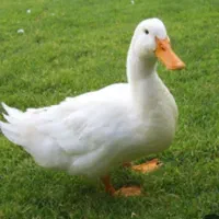 فروش اردک