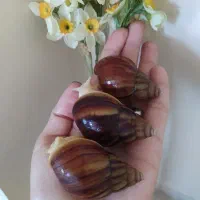 حلزون و خاویار حلزون