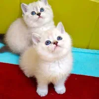 *(مجموعه )گربه های تمیز* گوگولی