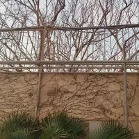 هرس وباغبانی و برش درختان با اره برقی.