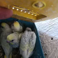 مرغ عشق