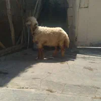بره ماده