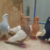 ۱۰تاکبوترسینه زردچیش چنگ سفید