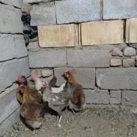 مرغ خروس