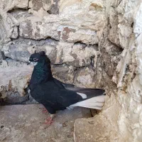کبوتر