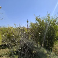 باغ فروشی در خوسف پشت مغبره ابن حسام معاوضه