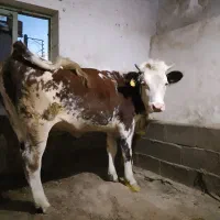 گوساله ماده