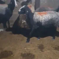 میش و بره شالی اصیل آبستن وبره دار